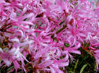 Nerine bowdenii - Shocking Pink flowers